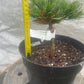 Pinus parviflora 'Filip's Blue Diamond' - 15 cm