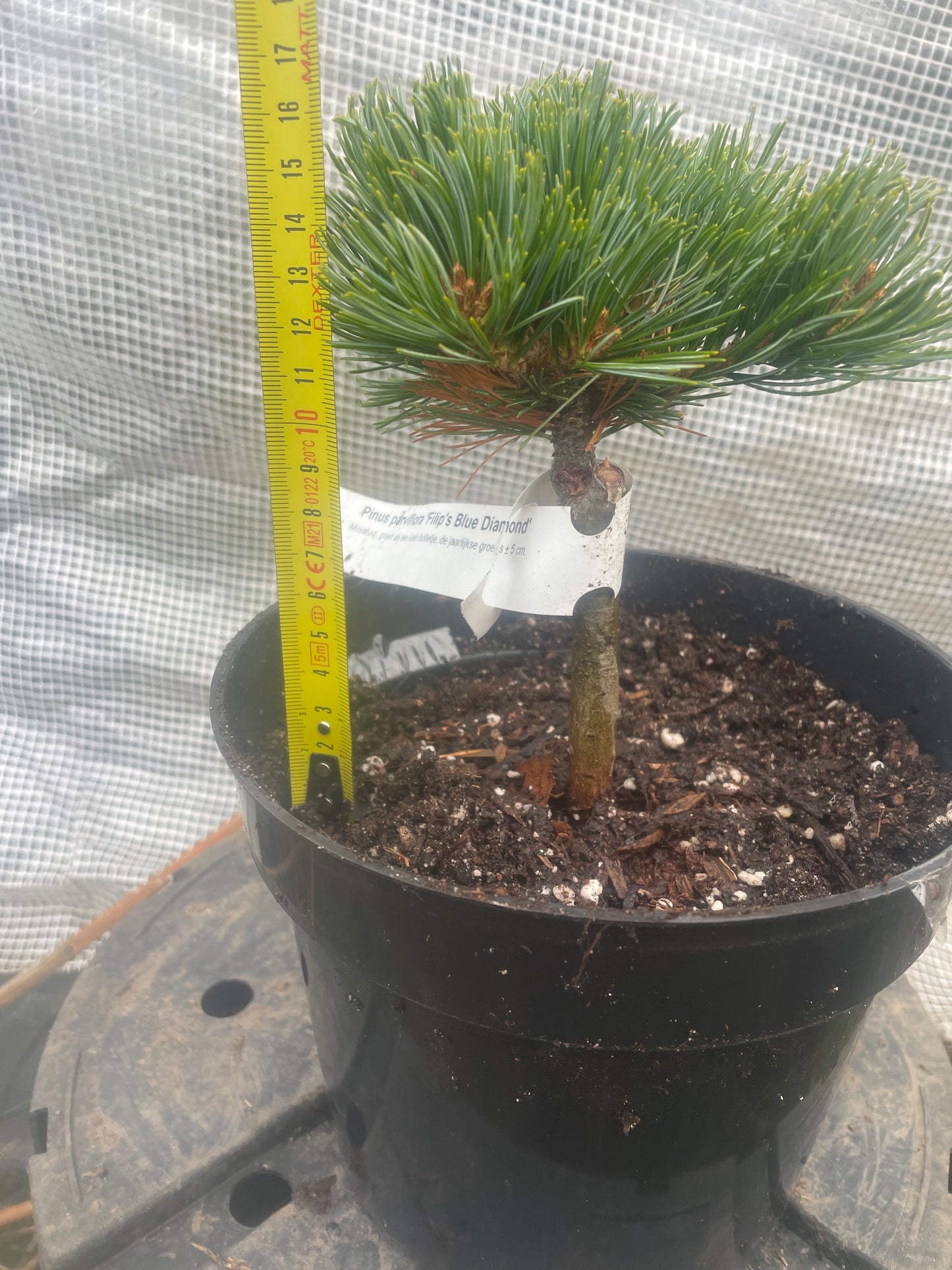 Pinus parviflora 'Filip's Blue Diamond' - 15 cm