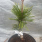 Pinus contorta 'Taylor's Sunburst' - 25-30 cm - Raritate
