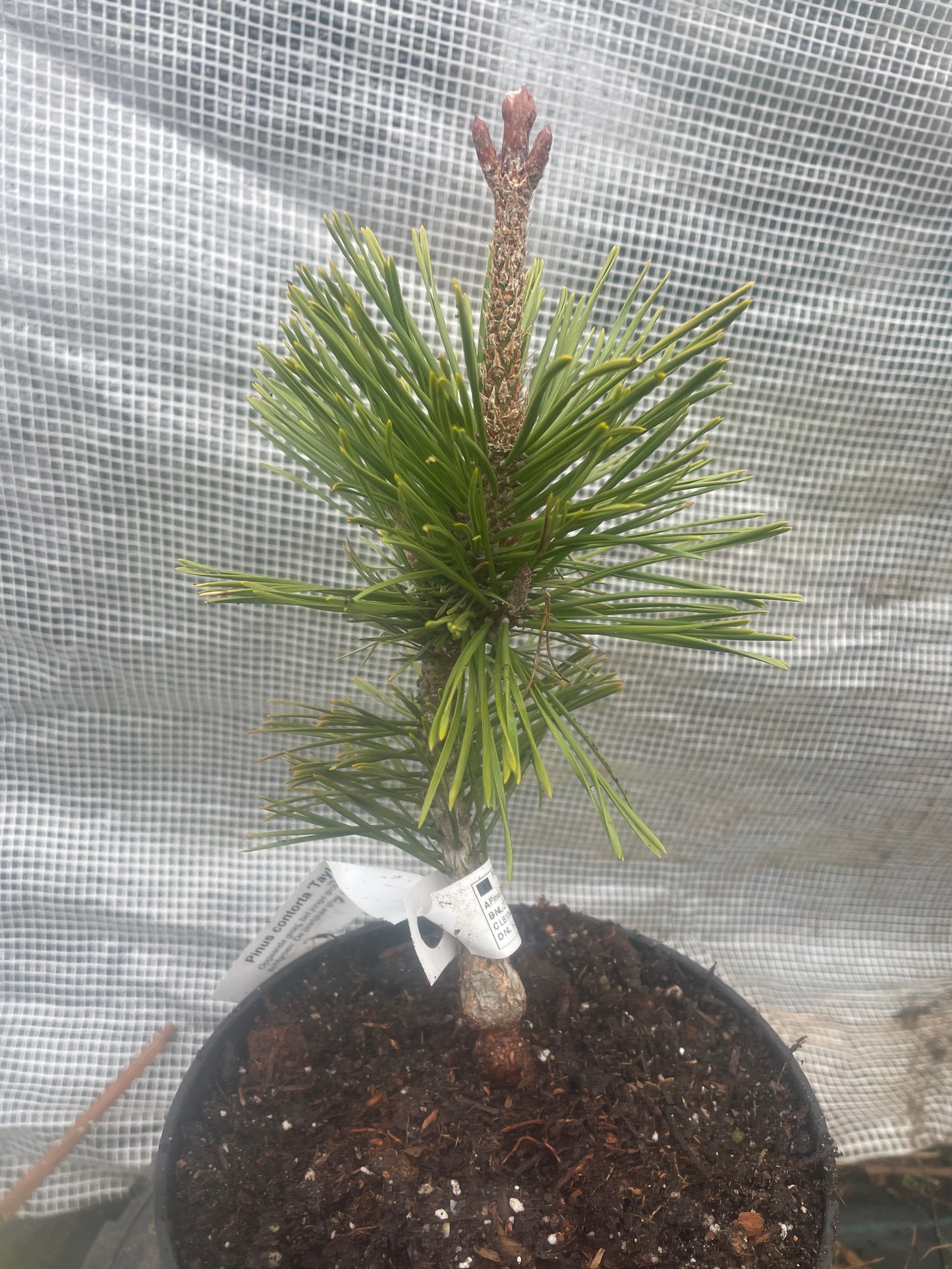 Pinus contorta 'Taylor's Sunburst' - 25-30 cm - Raritate