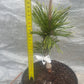 Pinus contorta 'Taylor's Sunburst' - 25-30 cm - Raritate