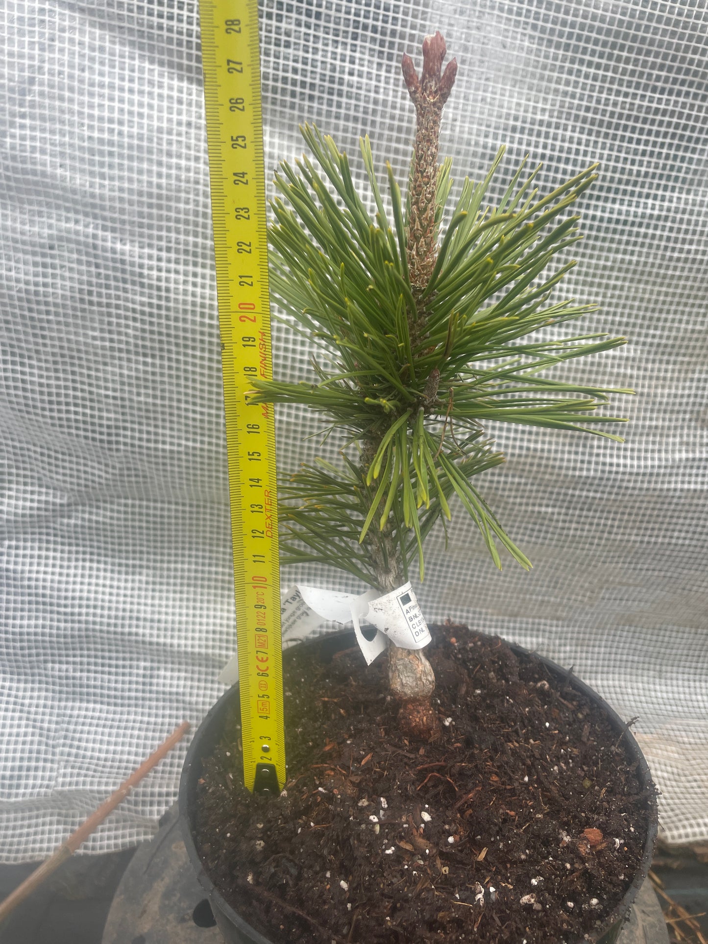 Pinus contorta 'Taylor's Sunburst' - 25-30 cm - Raritate