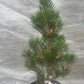 Pinus thunbergii 'Kotobuki' - 35 cm