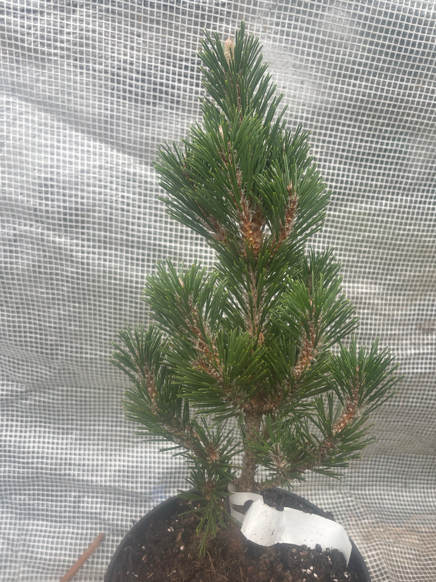 Pinus thunbergii 'Kotobuki' - 35 cm