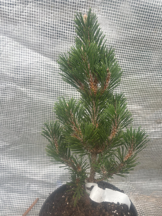 Pinus thunbergii 'Kotobuki' - 35 cm