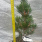 Pinus thunbergii 'Kotobuki' - 35 cm