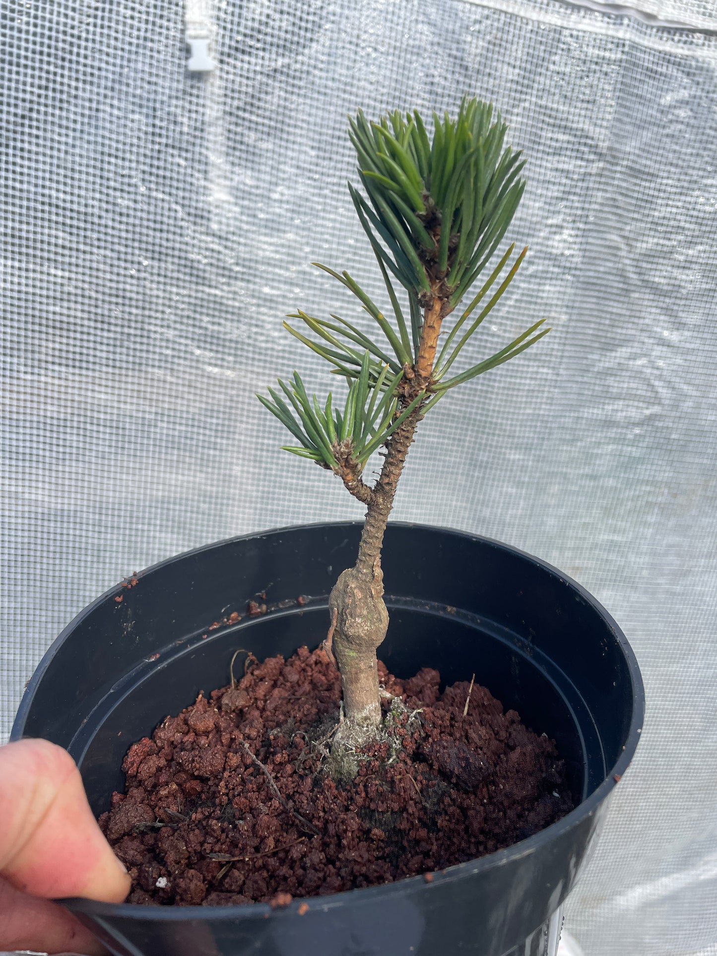 Pinus thunbergii 'Sunsho'