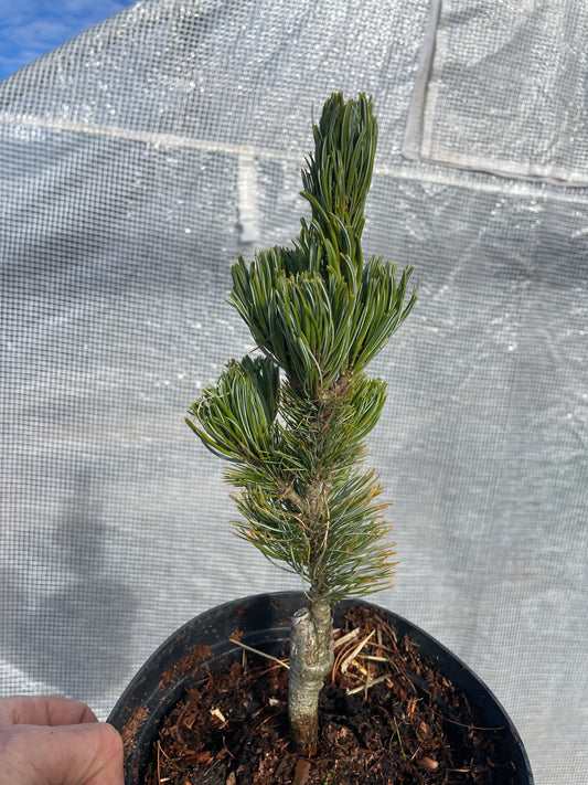 Pinus parviflora 'Shizukagoten' - 20-25 cm