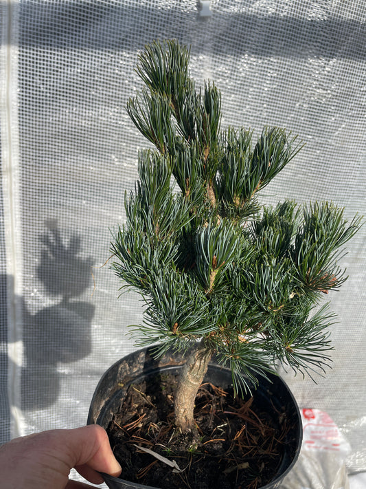 Pinus parviflora 'Filip's Blue Diamond' - 28-30 cm