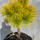 Pinus contorta 'Chief Josef' - 15-20 cm
