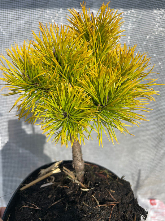 Pinus contorta 'Chief Josef' - 15-20 cm