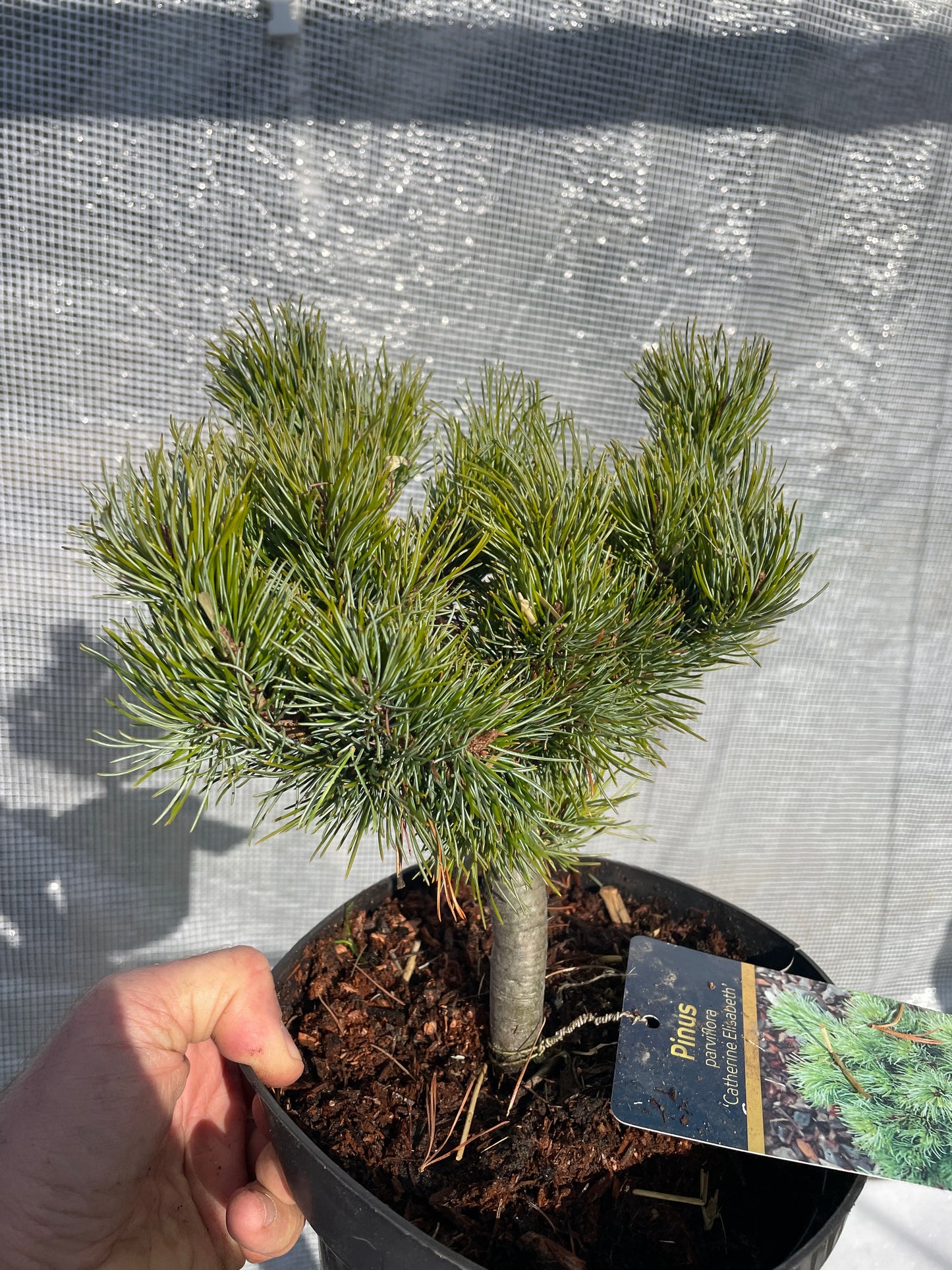 Pinus parviflora 'Catherine Elisabeth' - 25-30 cm