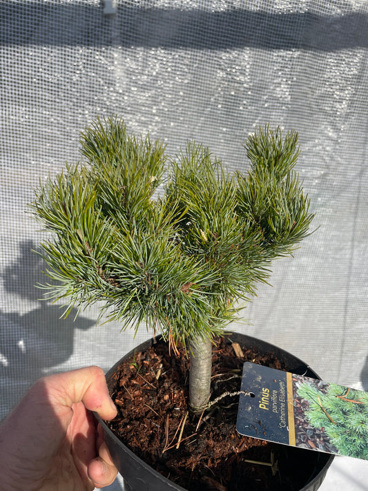 Pinus parviflora 'Catherine Elisabeth' - 25-30 cm