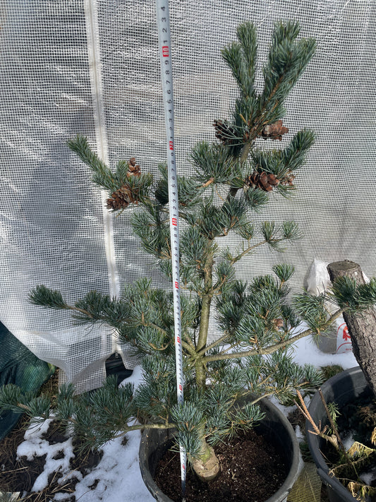 Pinus parviflora 'Shu-re' - 80-85 cm