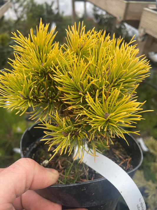 Pinus mugo 'Neges'