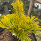 Pinus mugo ‘Little Gold Star’ - 15 cm