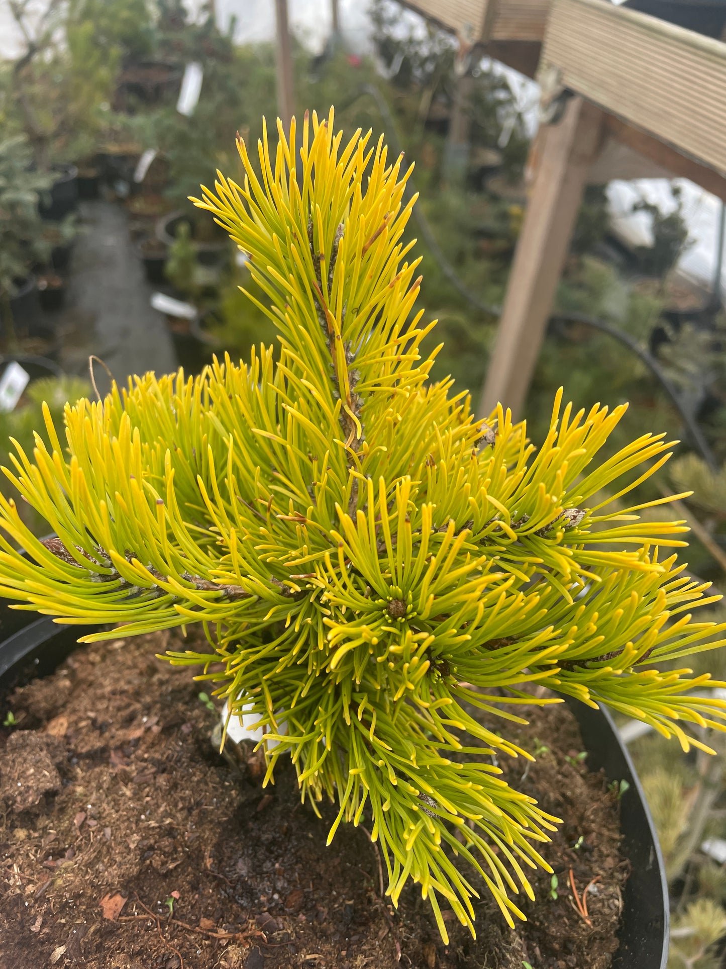 Pinus mugo ‘Little Gold Star’ - 15 cm