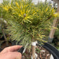 Pinus mugo 'Kokarde'