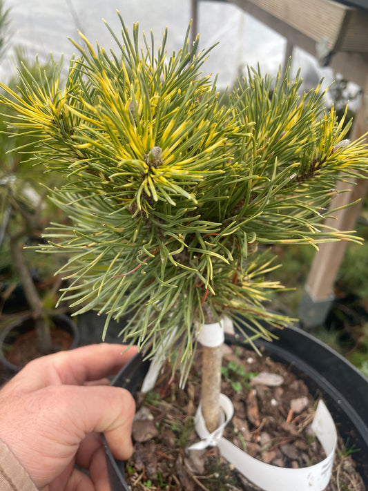 Pinus mugo 'Kokarde'