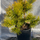 Pinus contorta 'Chief Joseph' - 50-60 cm