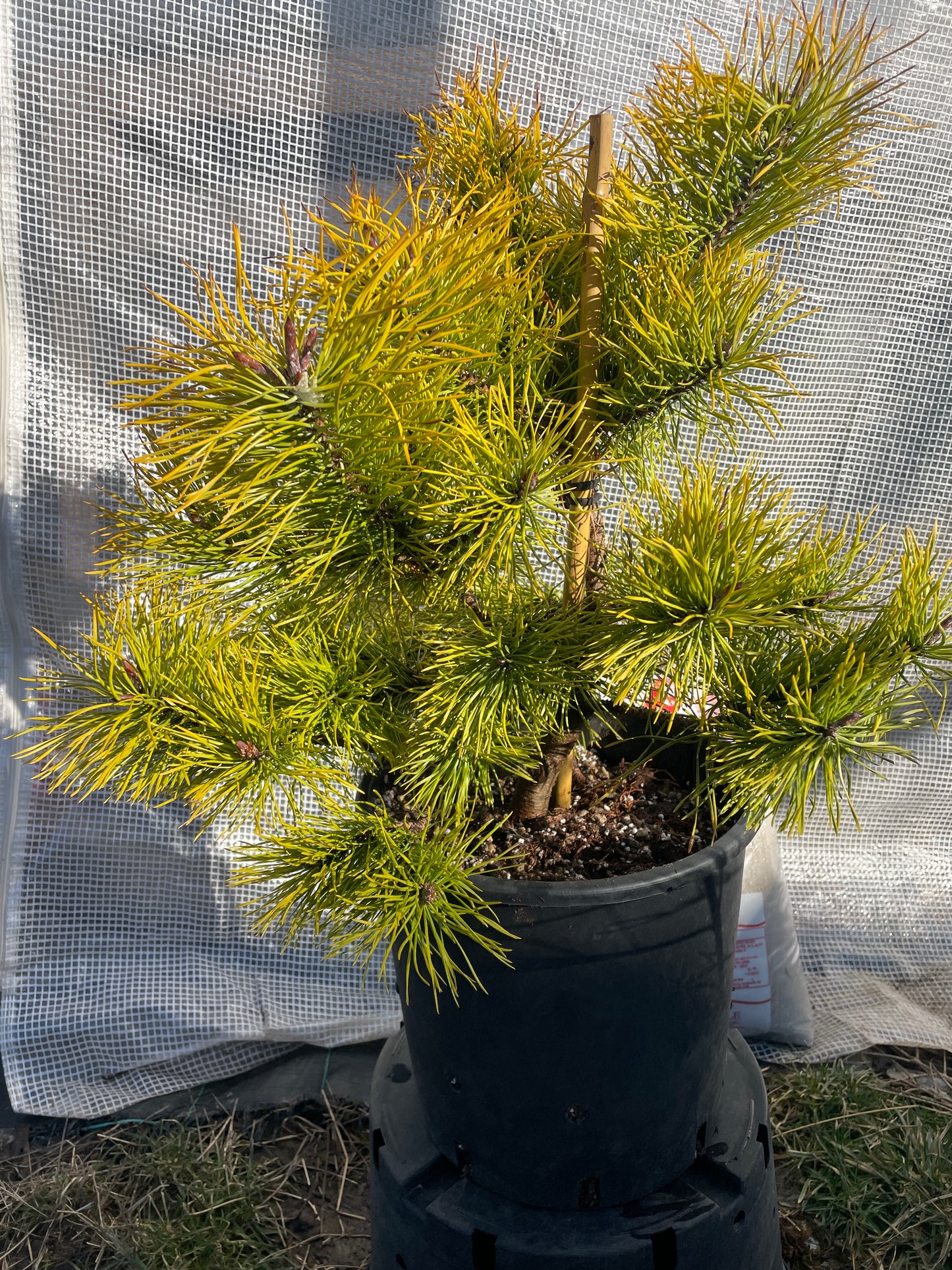Pinus contorta 'Chief Joseph' - 50-60 cm