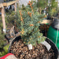 Picea pungens 'Brynek' - 15 cm