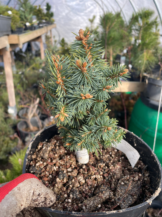 Picea pungens 'Brynek' - 15 cm