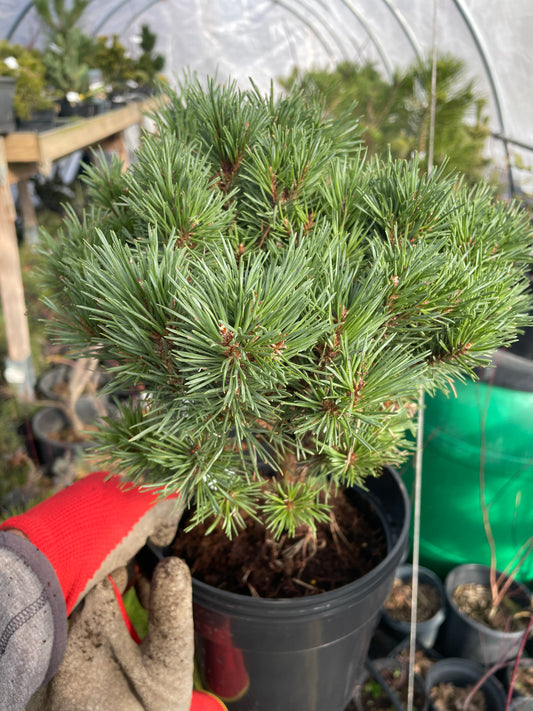 Pinus sylvesrtis 'Pixie' - 30-35 cm