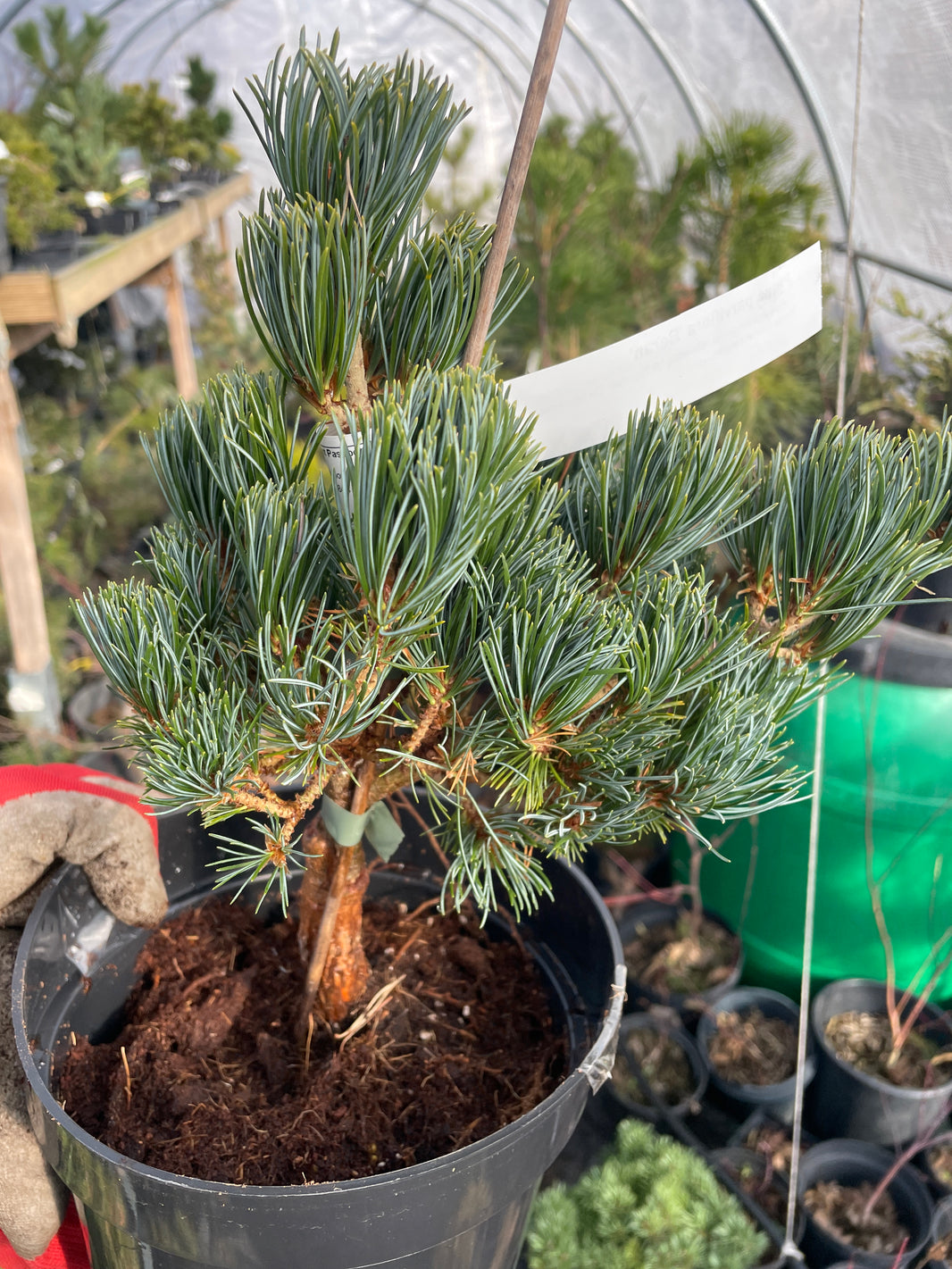 Pinus - Pin – Copaci Ornamentali