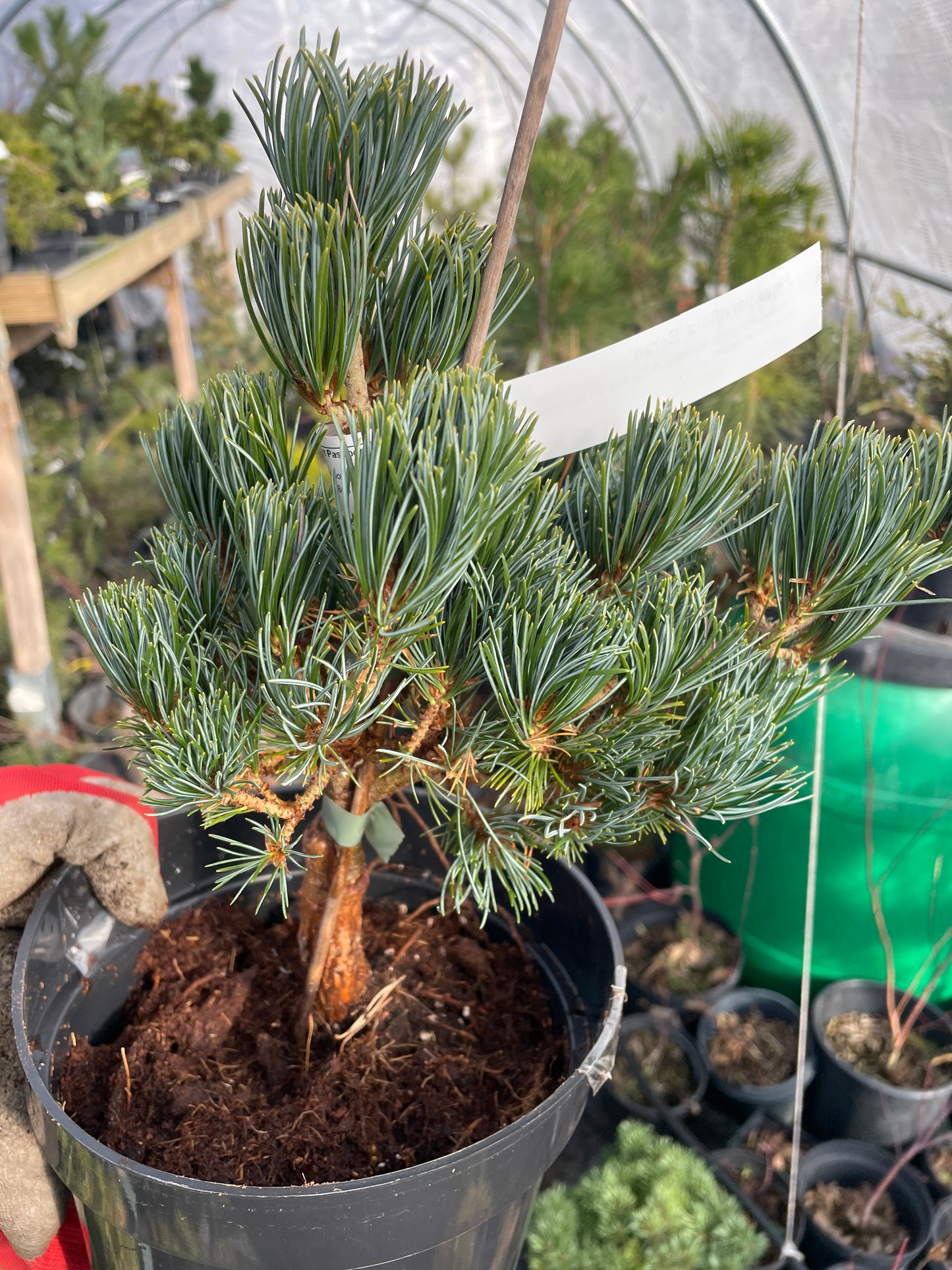 Pinus parviflora 'Beran' - 30-35 cm