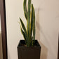 Sansevieria Laurentii - Limba Soacrei