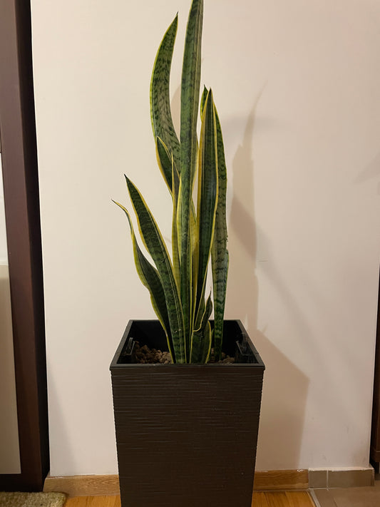 Sansevieria Laurentii - Limba Soacrei