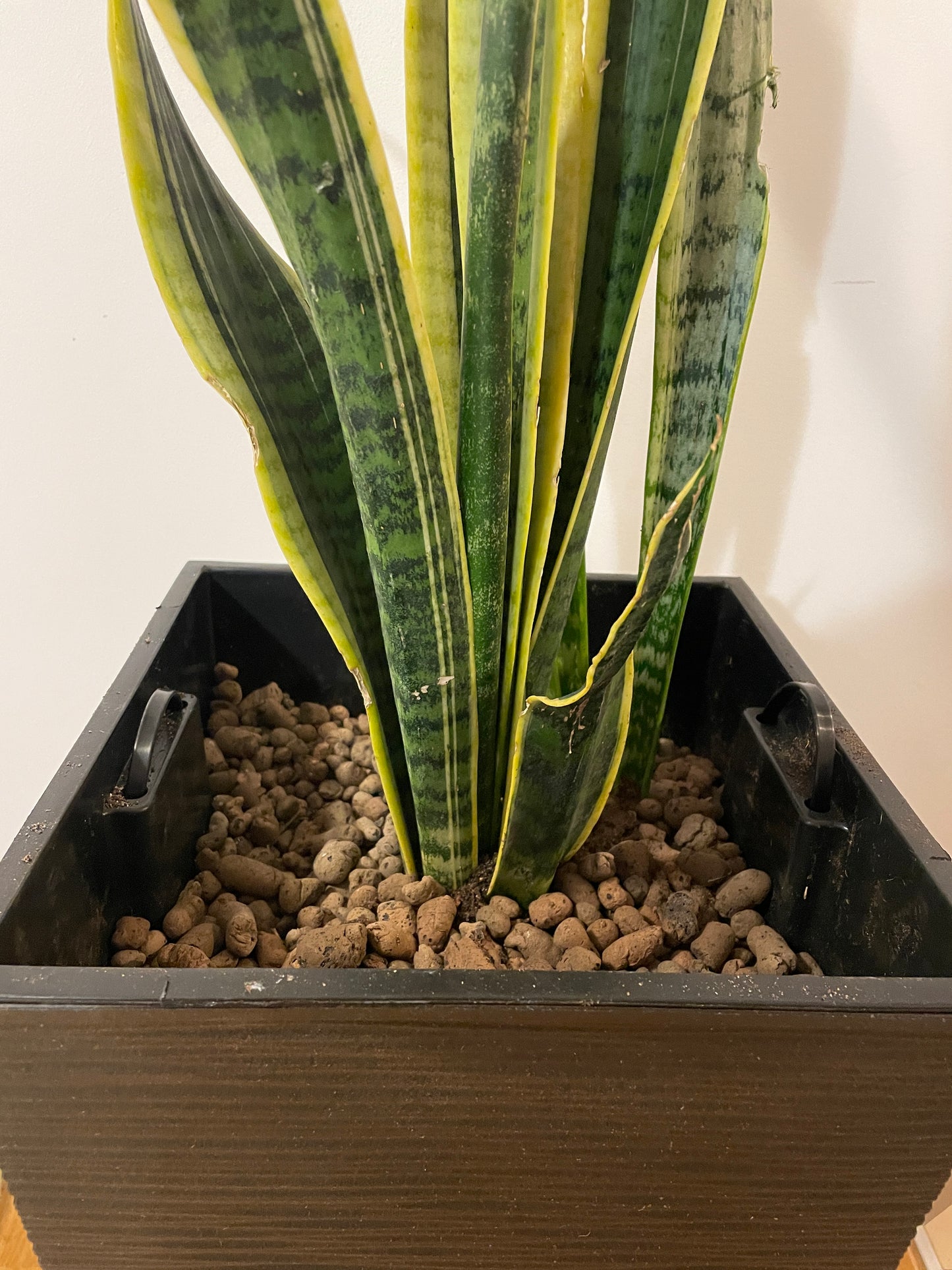 Sansevieria Laurentii - Limba Soacrei