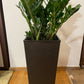 Zamioculcas