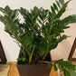 Zamioculcas