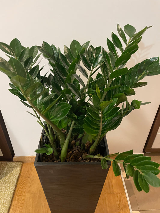 Zamioculcas