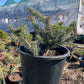 Picea pungens 'Karpaten' - 30-35 cm