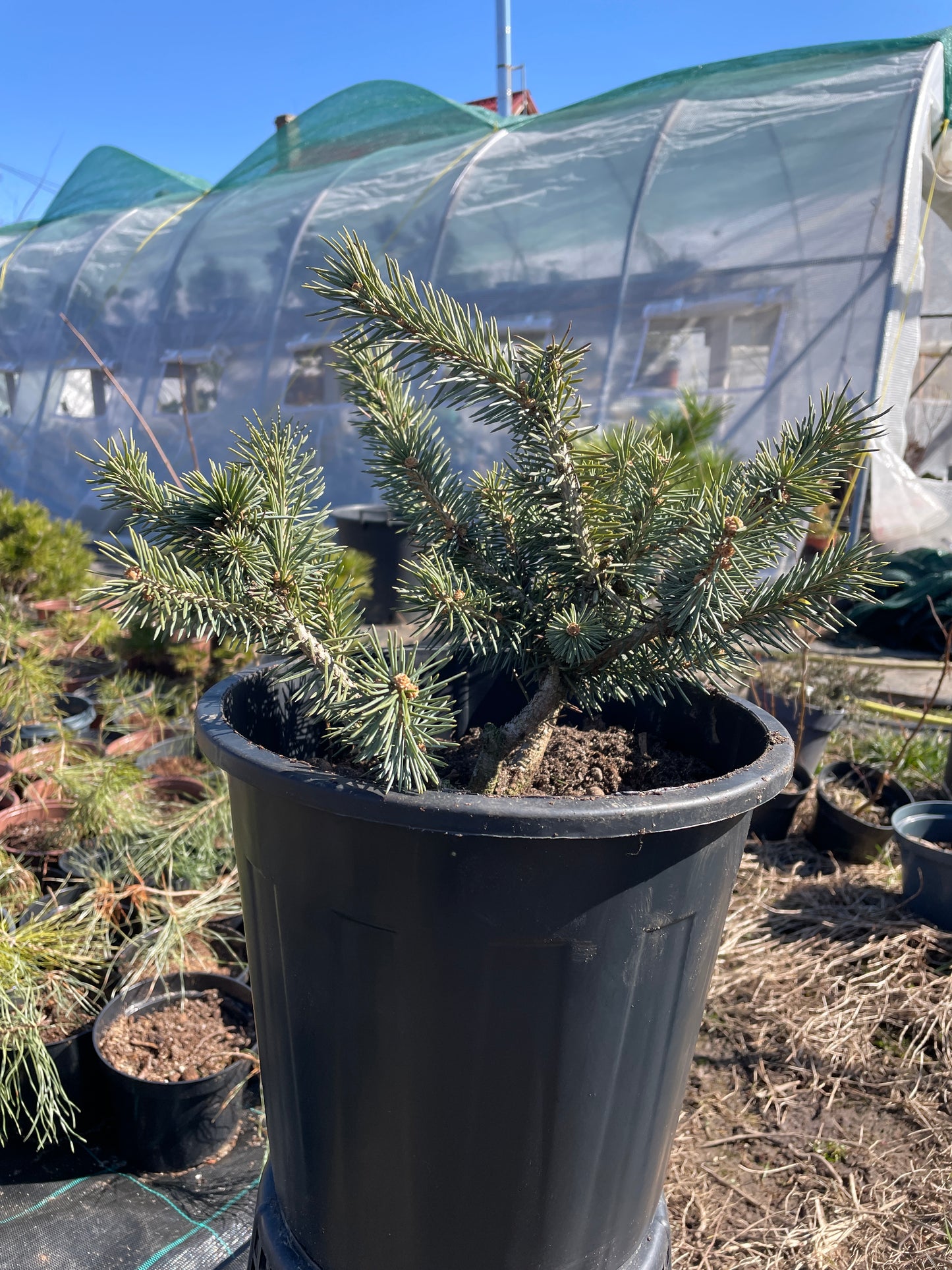 Picea pungens 'Karpaten' - 30-35 cm