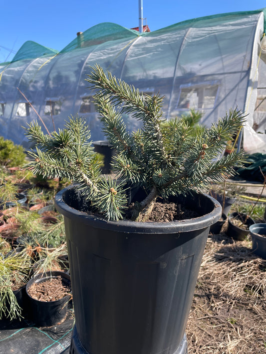 Picea pungens 'Karpaten' - 30-35 cm