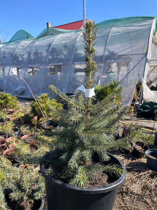 Molid argintiu - Picea pungens 'Glauca' - 40-45 cm