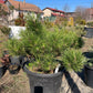 Pinus thunbergii 'Maijima' - Pin negru japonez 'Maijima' 50-55 cm