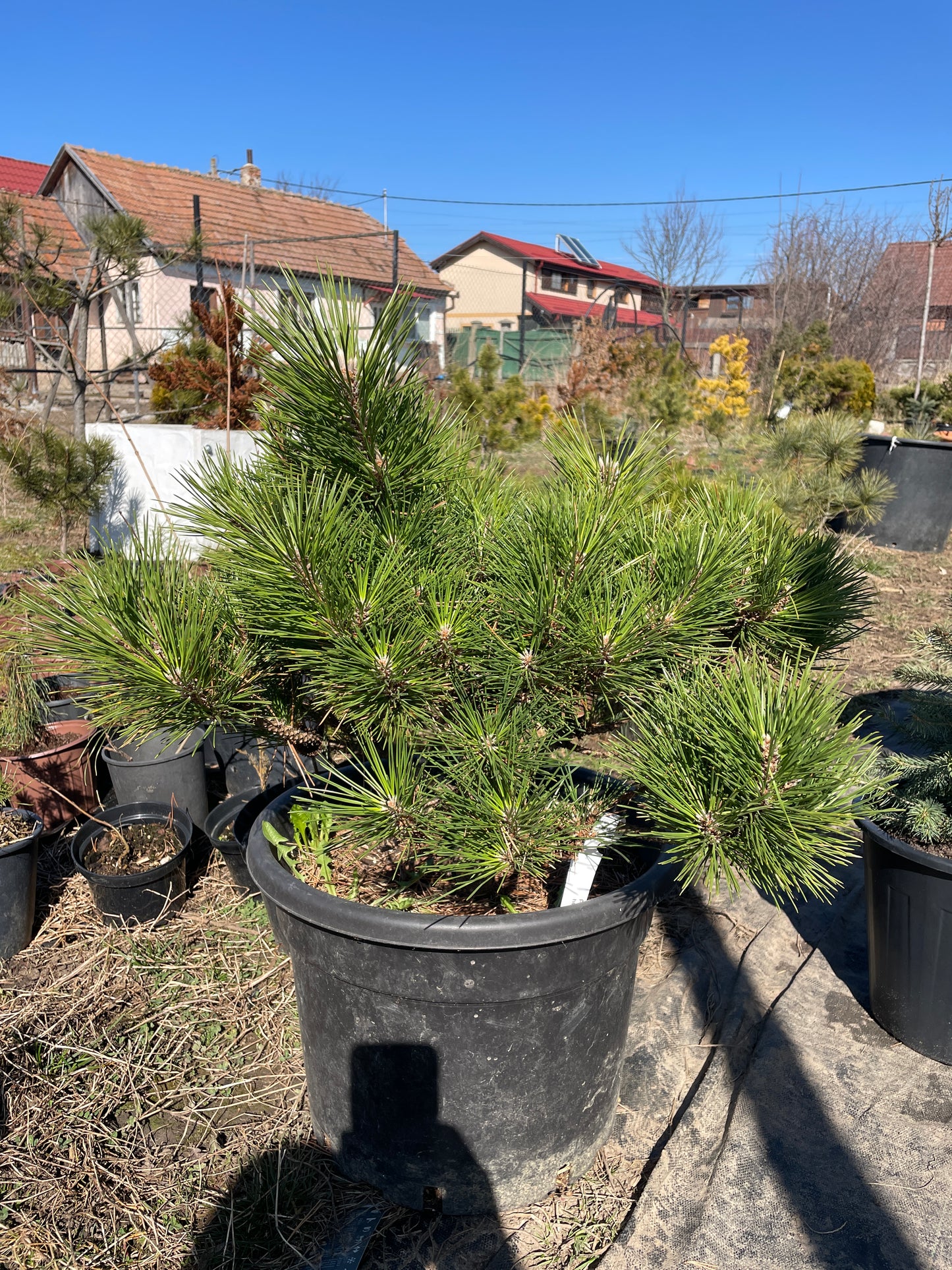 Pinus thunbergii 'Maijima' - Pin negru japonez 'Maijima' 50-55 cm