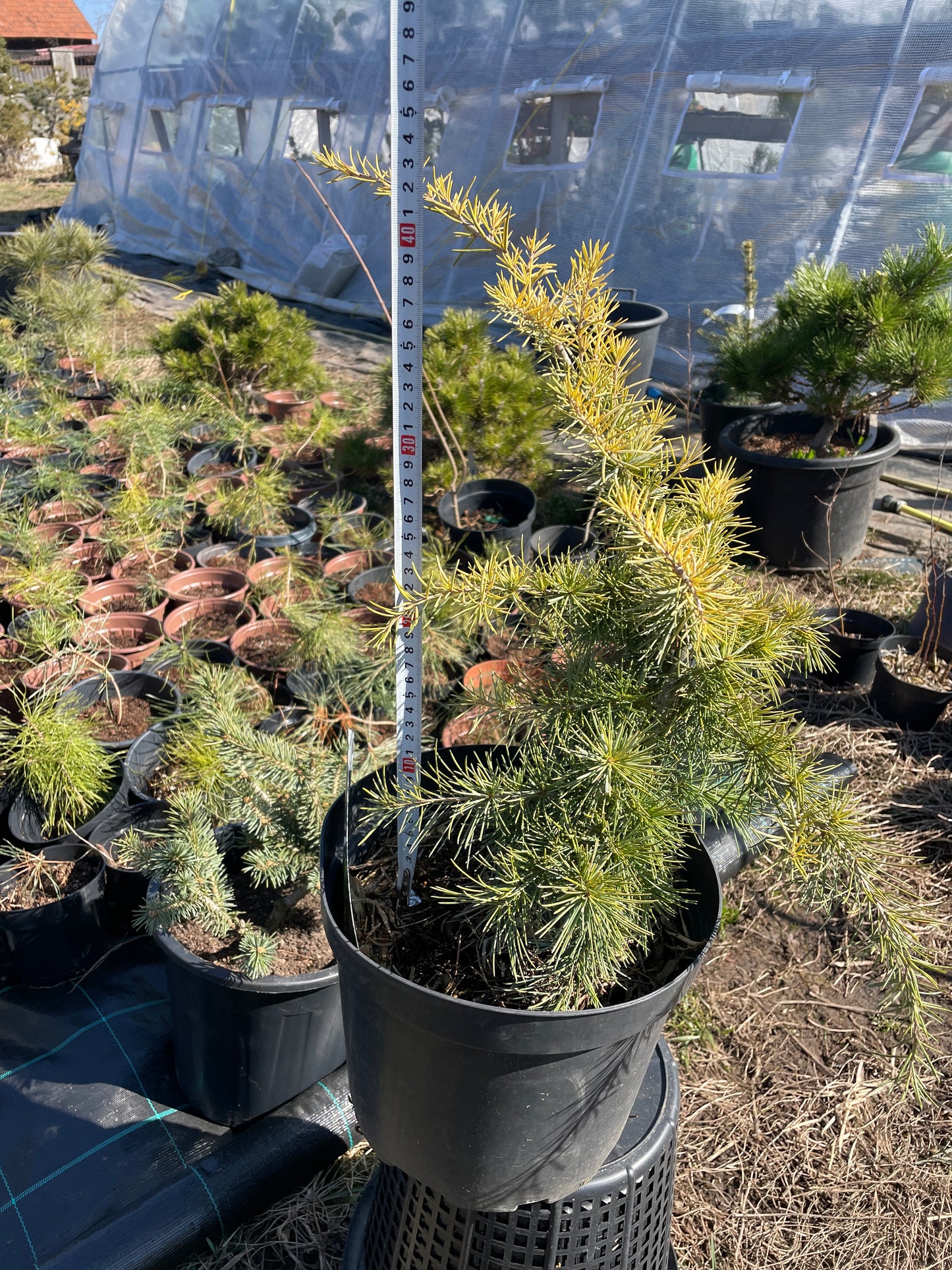 Cedrus deodara 'Golden Horizon' 45-50 cm