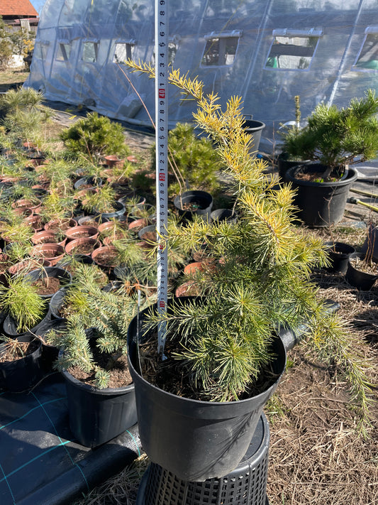 Cedrus deodara 'Golden Horizon' 45-50 cm