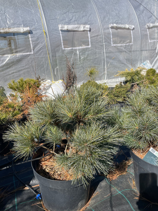 Pinus strobus 'Radiata' 55-60 cm