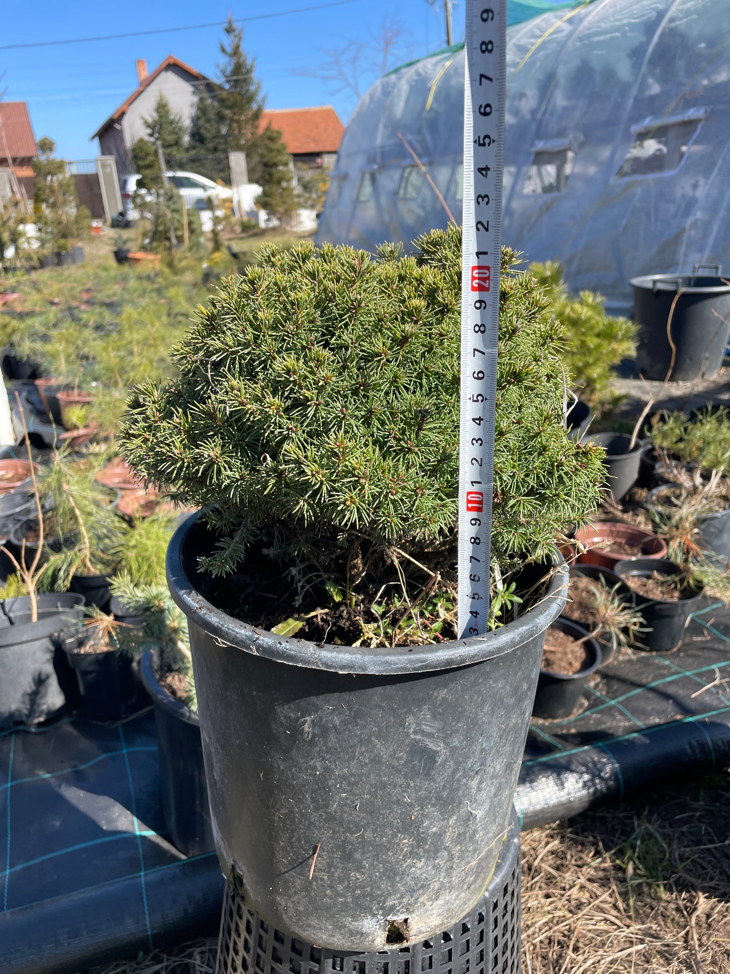 Picea glauca 'Alberta Globe' 20 cm