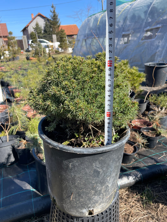 Picea glauca 'Alberta Globe' 20 cm