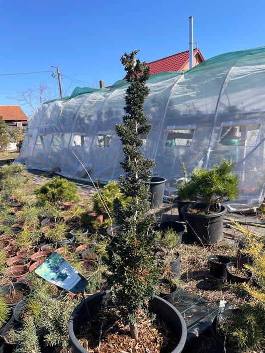 Chamaecyparis lawsoniana 'Wissel's Saguaro' 70-80 cm