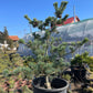 Pinus parviflora 'Shu-re' - 80-85 cm