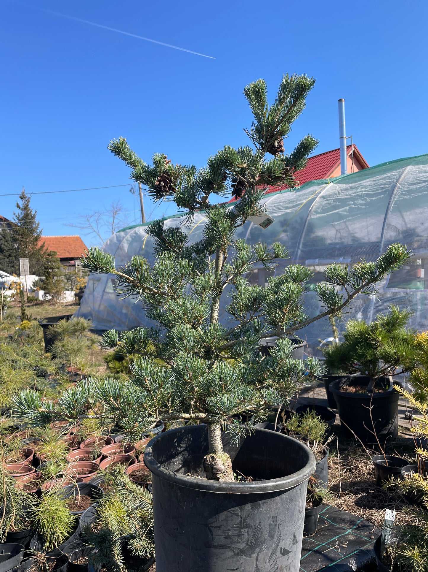 Pinus parviflora 'Shu-re' - 80-85 cm